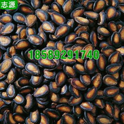 志源6P环保节能瓜子烘干机 打造五香瓜子的干燥利器