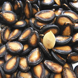 品味经典 散装五香瓜子与黑西瓜子的多重选择